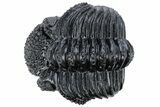 Enrolled Drotops Trilobite - Excellent Eye Facets #222350-4